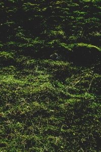 Untitled / Aubrac