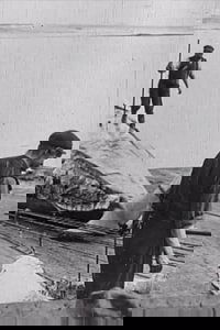 Whaling Afloat and Ashore