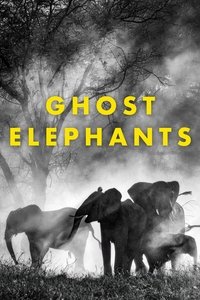 Ghost Elephants