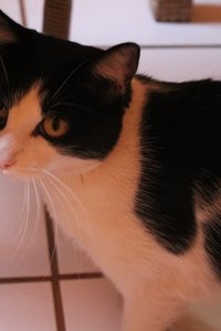 Gustavinha