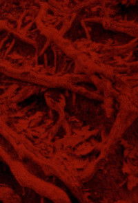 Language of the Entrails