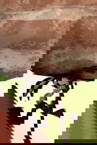 Wile E. Sisyphus