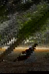 Conversation with Nature