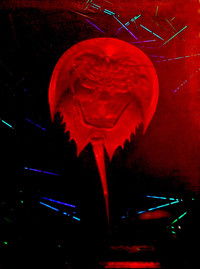 A Horseshoe Crab Story