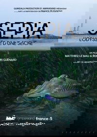 Sépia, l'odyssée d'une seiche