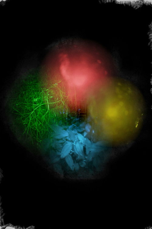 Trapallada (Saudade)