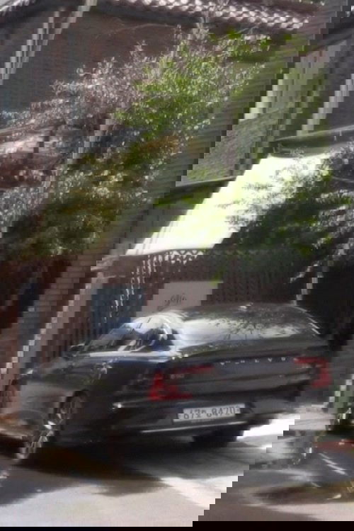 tree above volvo