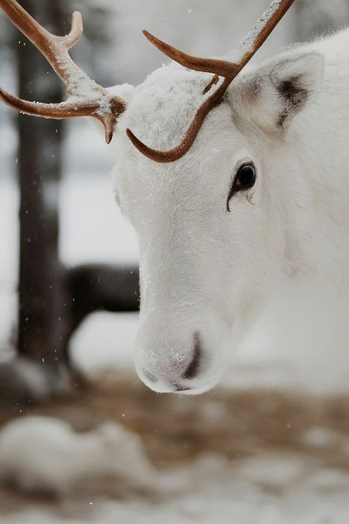Världens räddaste ren